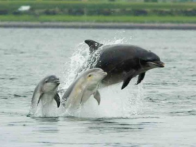 The Black Isle and Dolphins at Chanonry Point